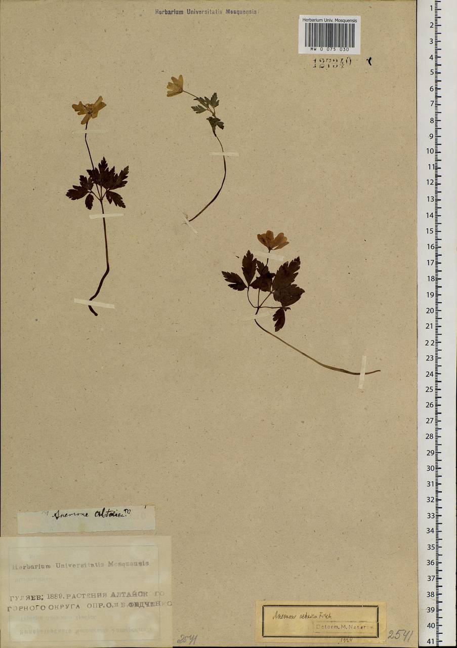 Anemone altaica Fisch. ex C.A.Mey., Siberia, Altai & Sayany Mountains (S2) (Russia)