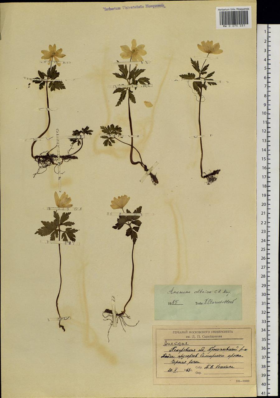 Anemone altaica Fisch. ex C.A.Mey., Siberia, Altai & Sayany Mountains (S2) (Russia)