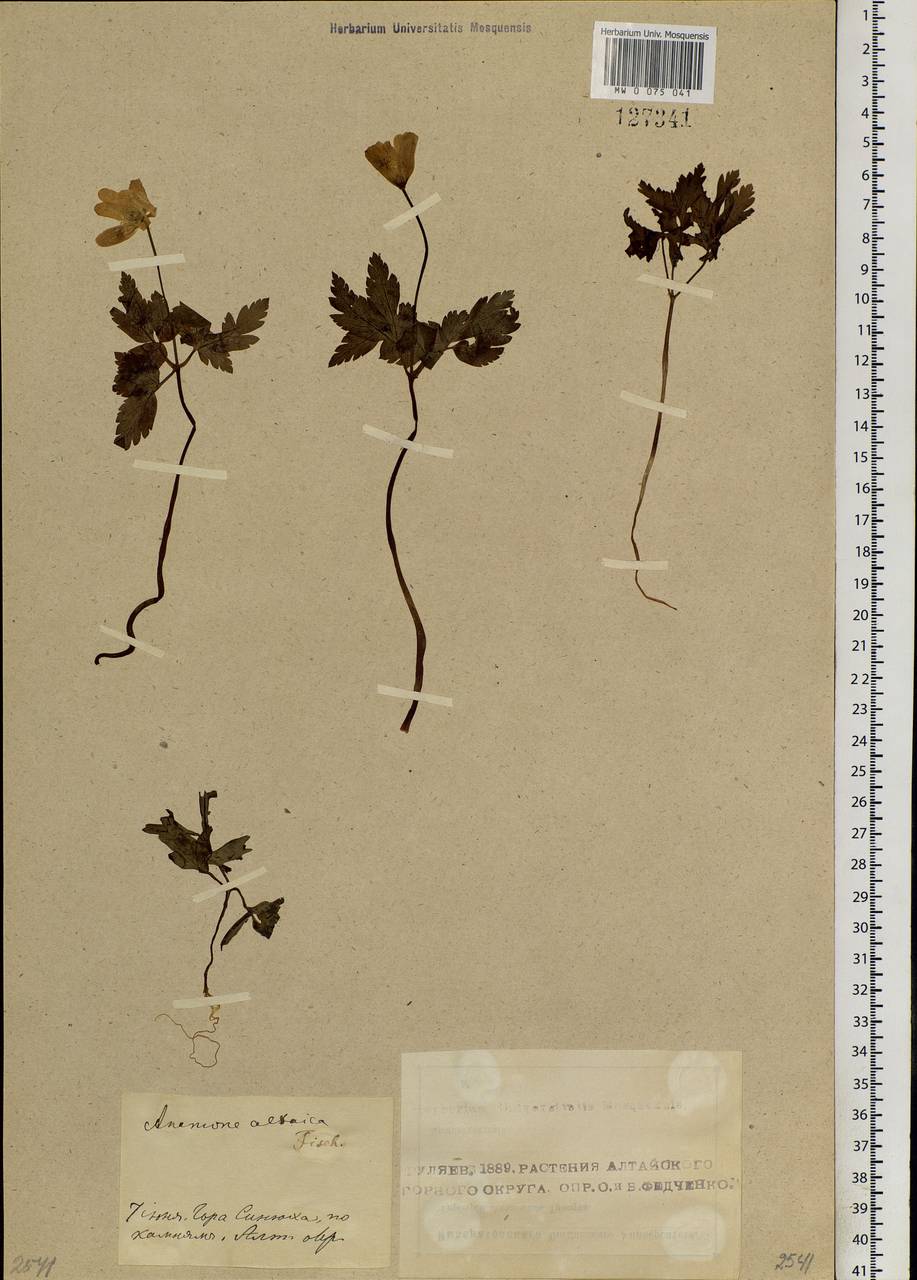 Anemone altaica Fisch. ex C.A.Mey., Siberia, Altai & Sayany Mountains (S2) (Russia)