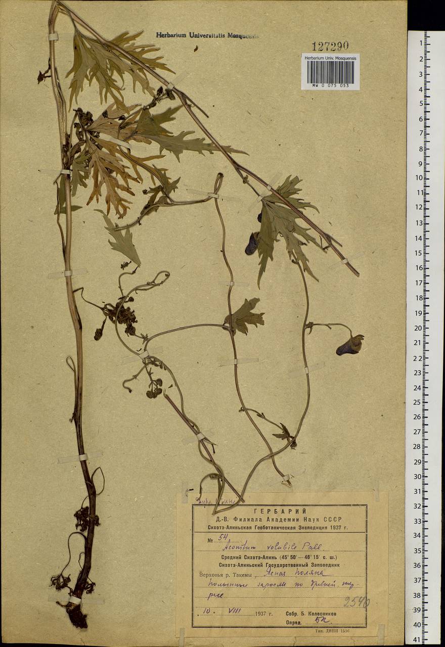 Aconitum volubile Pall., Siberia, Russian Far East (S6) (Russia)