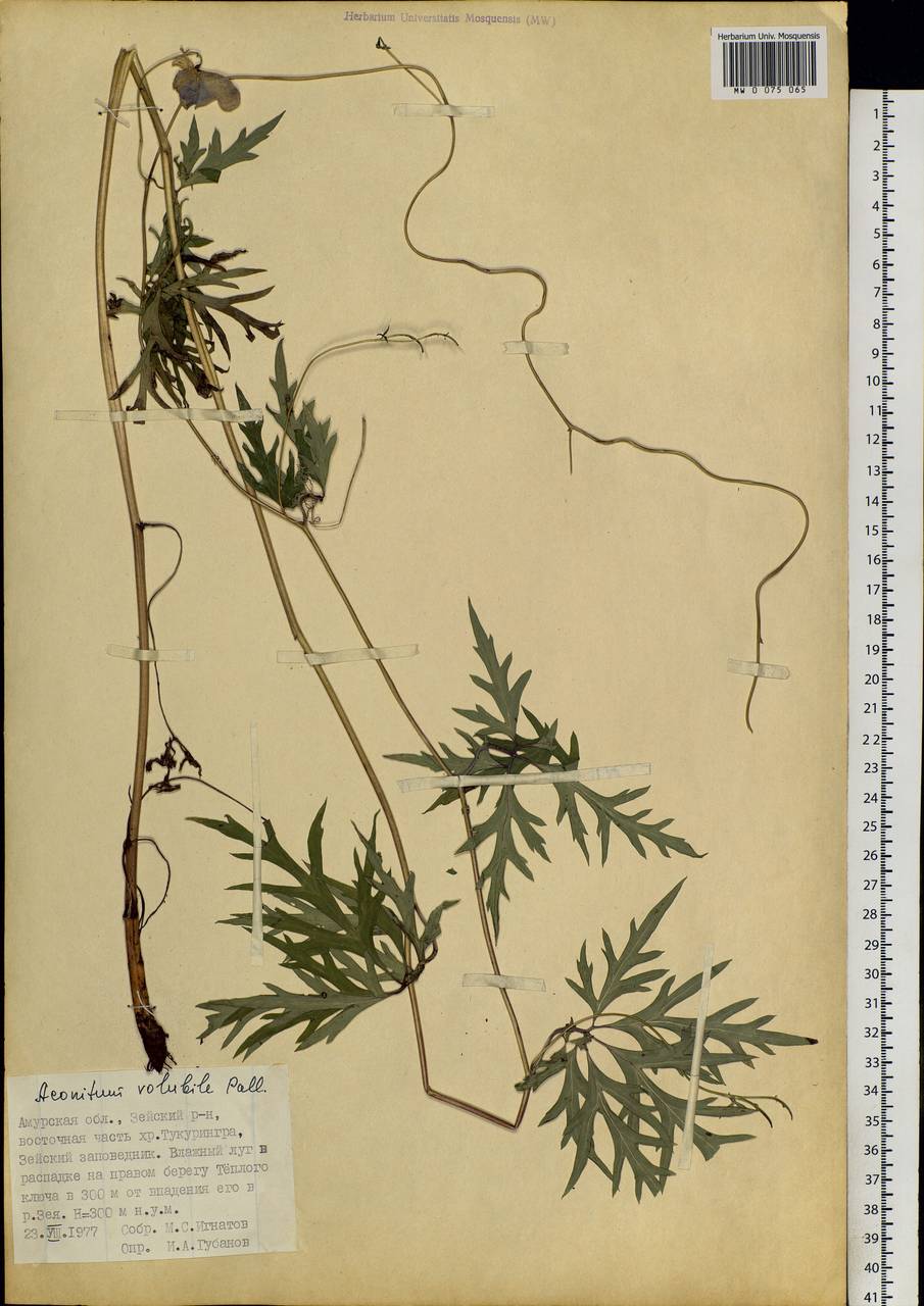 Aconitum volubile Pall., Siberia, Russian Far East (S6) (Russia)