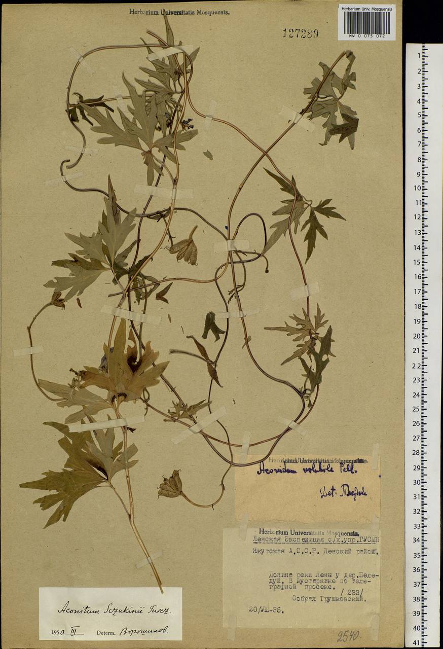 Aconitum volubile Pall., Siberia, Yakutia (S5) (Russia)