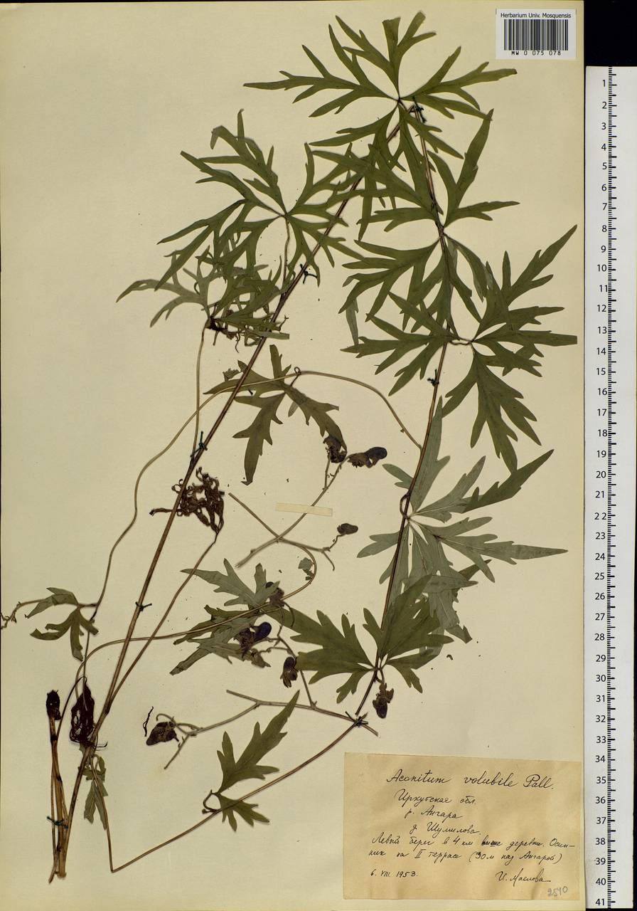 Aconitum volubile Pall., Siberia, Baikal & Transbaikal region (S4) (Russia)