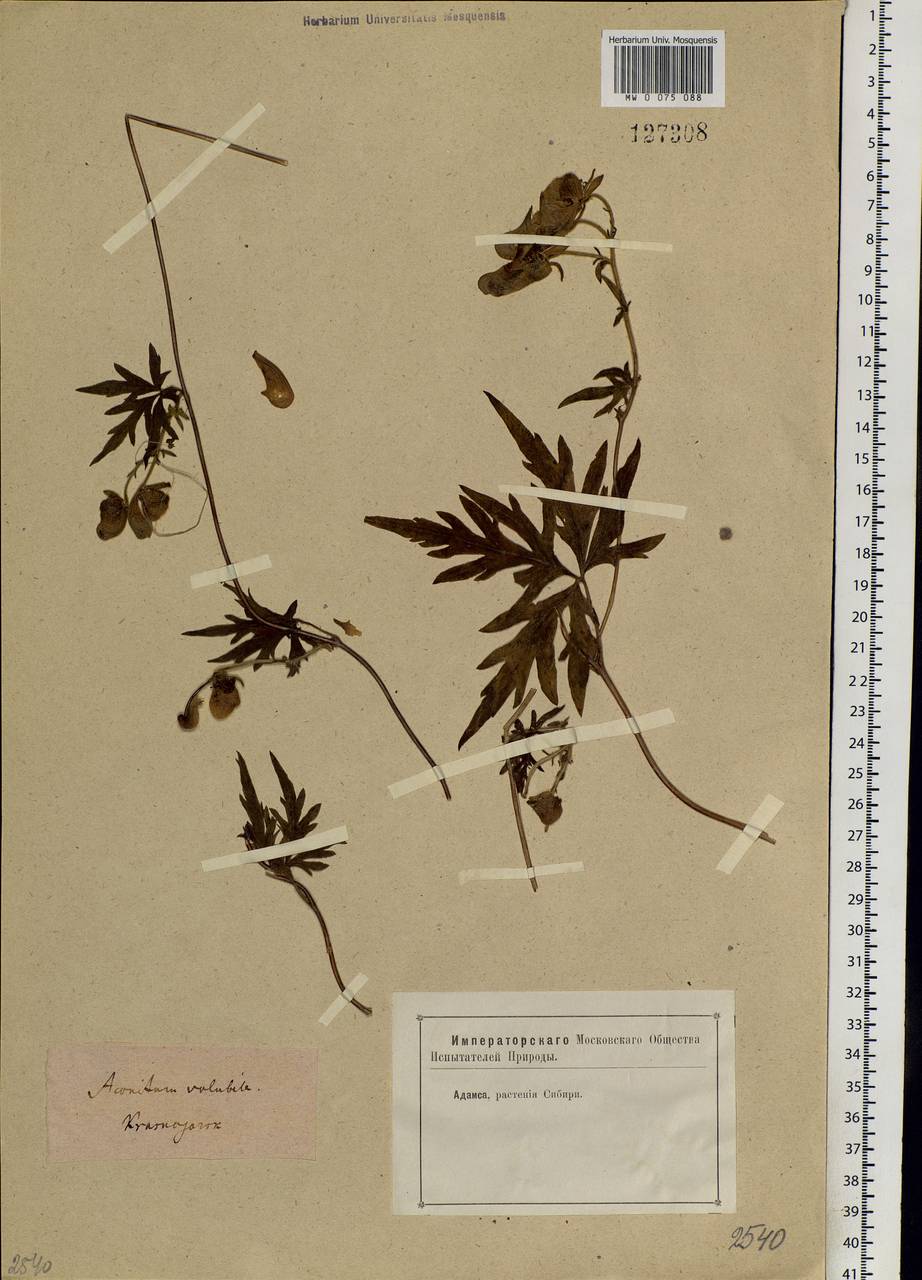 Aconitum volubile Pall., Siberia, Central Siberia (S3) (Russia)