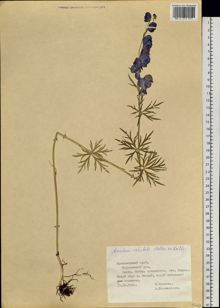 Aconitum volubile Pall., Siberia, Central Siberia (S3) (Russia)