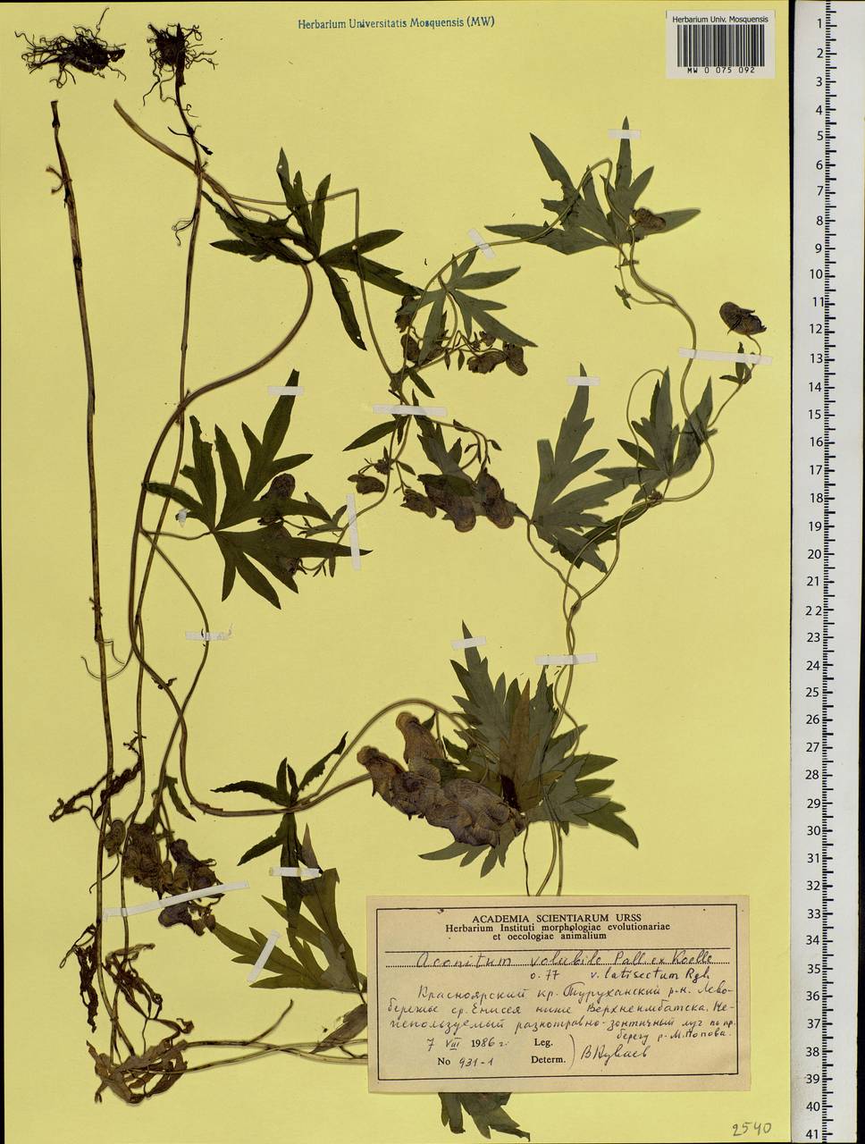 Aconitum volubile Pall., Siberia, Central Siberia (S3) (Russia)
