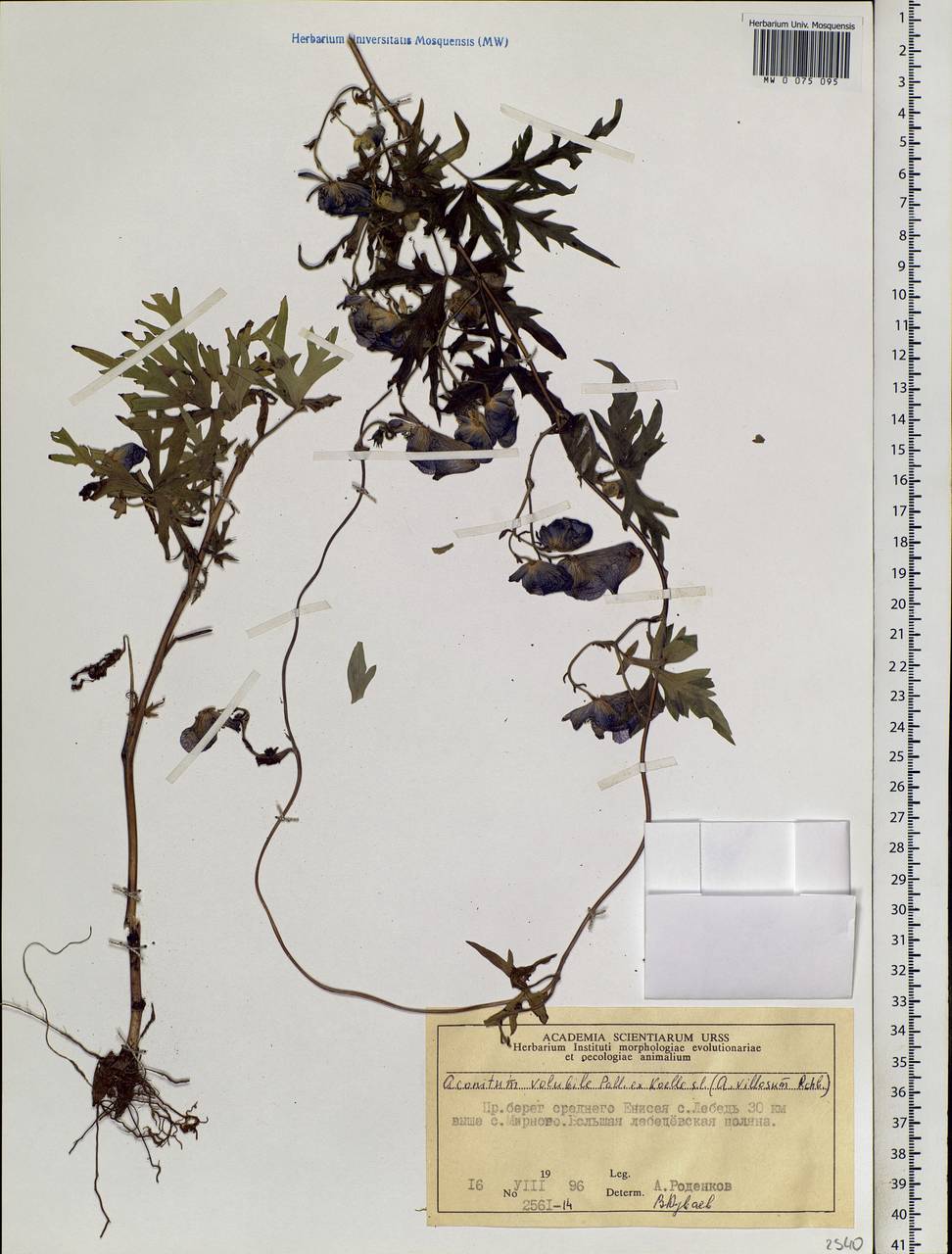 Aconitum volubile Pall., Siberia, Central Siberia (S3) (Russia)