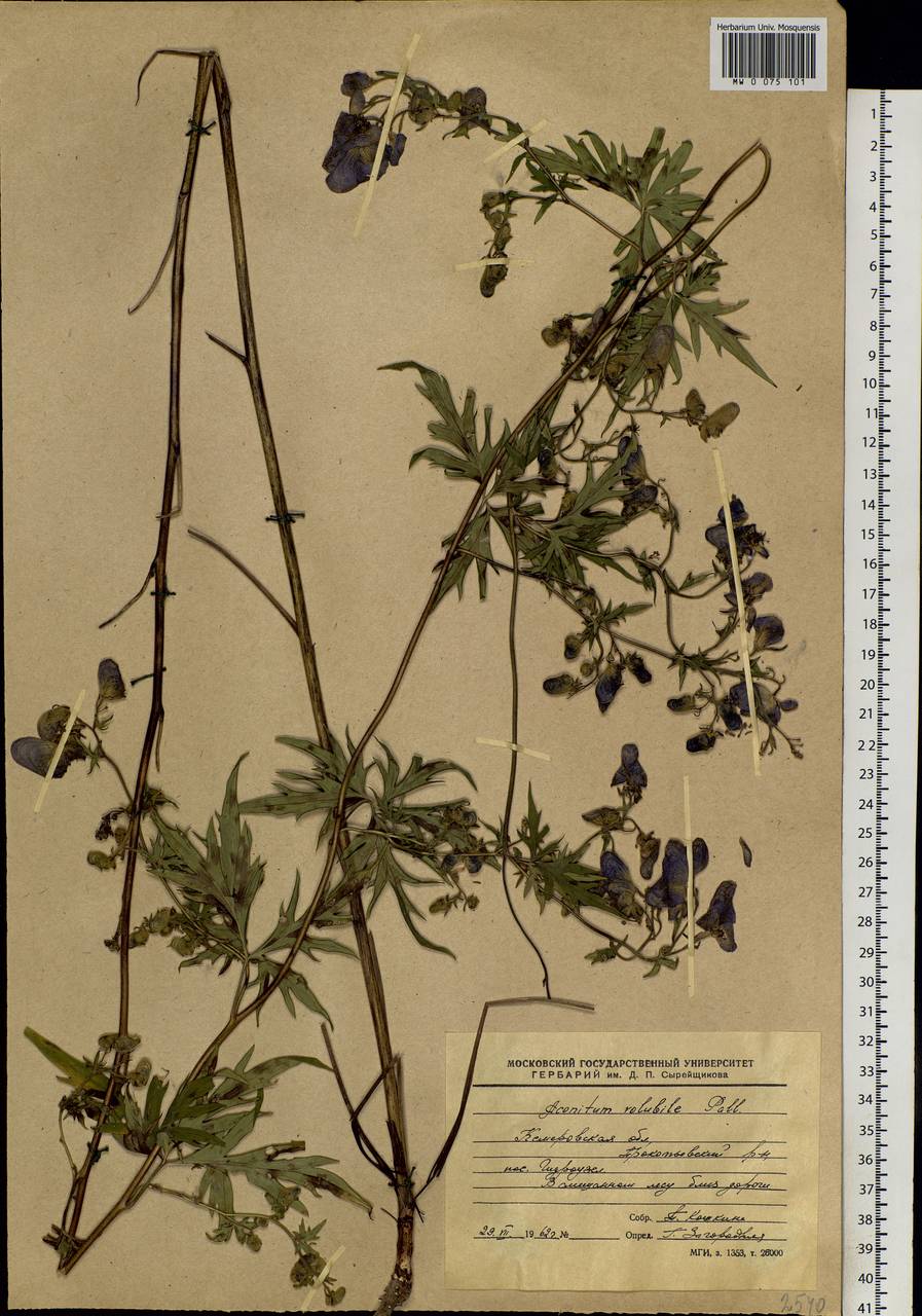 Aconitum volubile Pall., Siberia, Altai & Sayany Mountains (S2) (Russia)