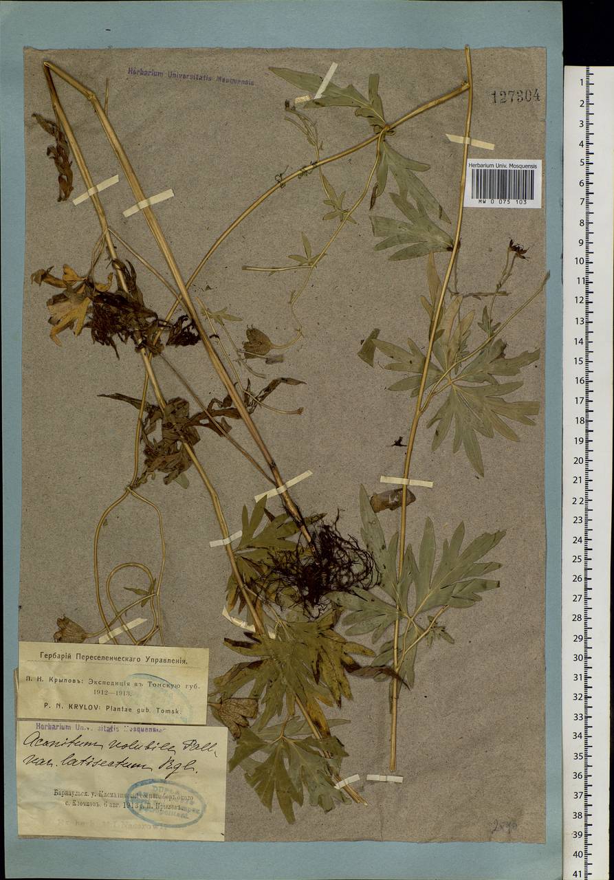 Aconitum volubile Pall., Siberia, Altai & Sayany Mountains (S2) (Russia)