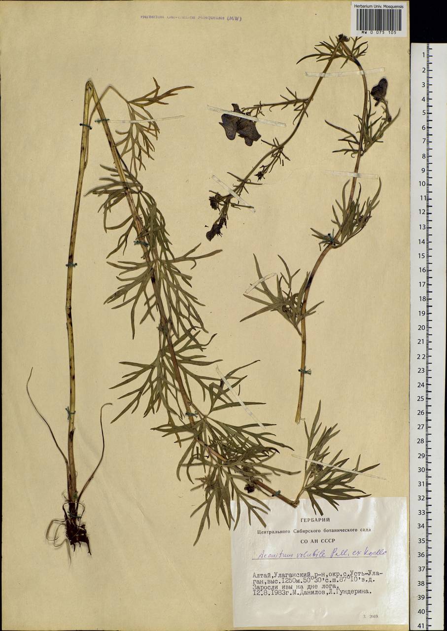 Aconitum volubile Pall., Siberia, Altai & Sayany Mountains (S2) (Russia)