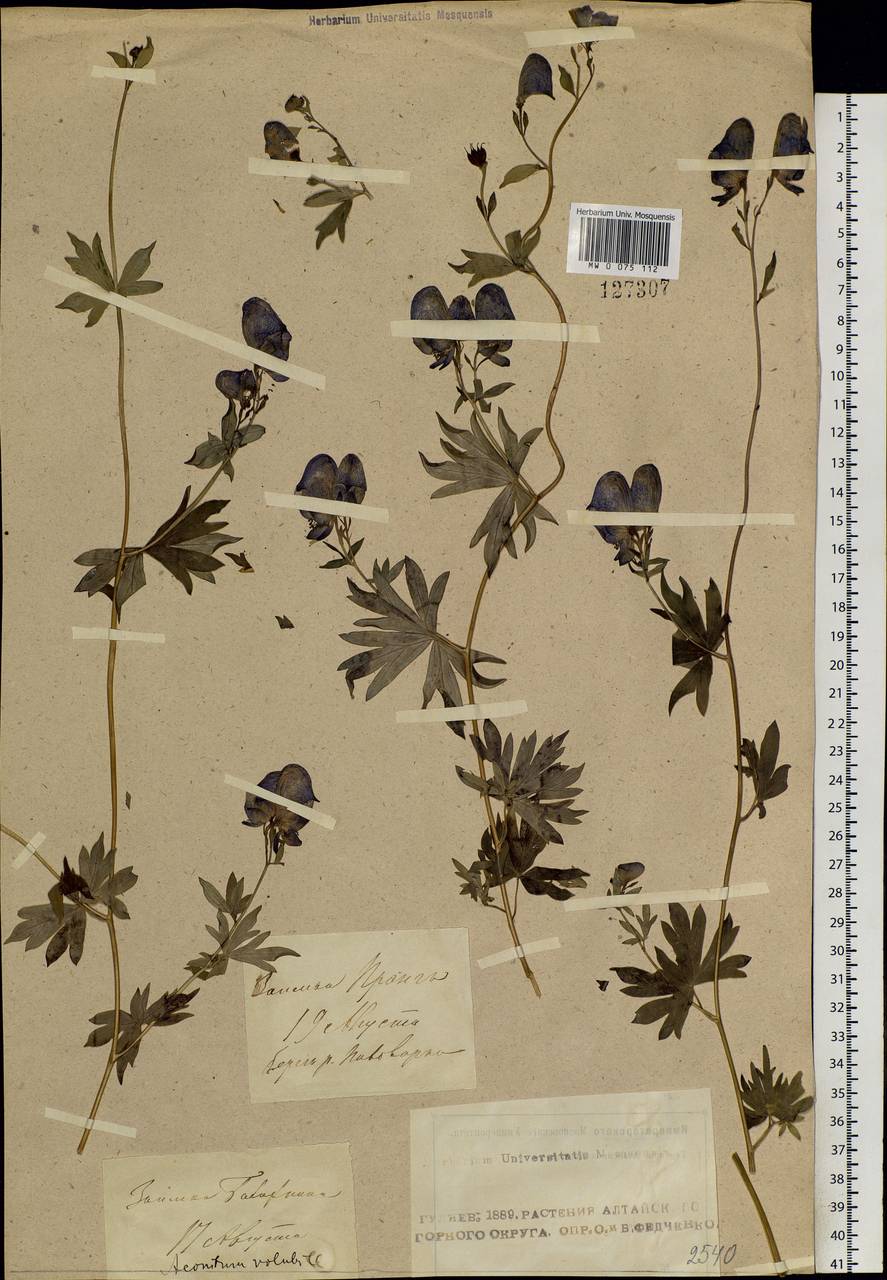 Aconitum volubile Pall., Siberia, Altai & Sayany Mountains (S2) (Russia)