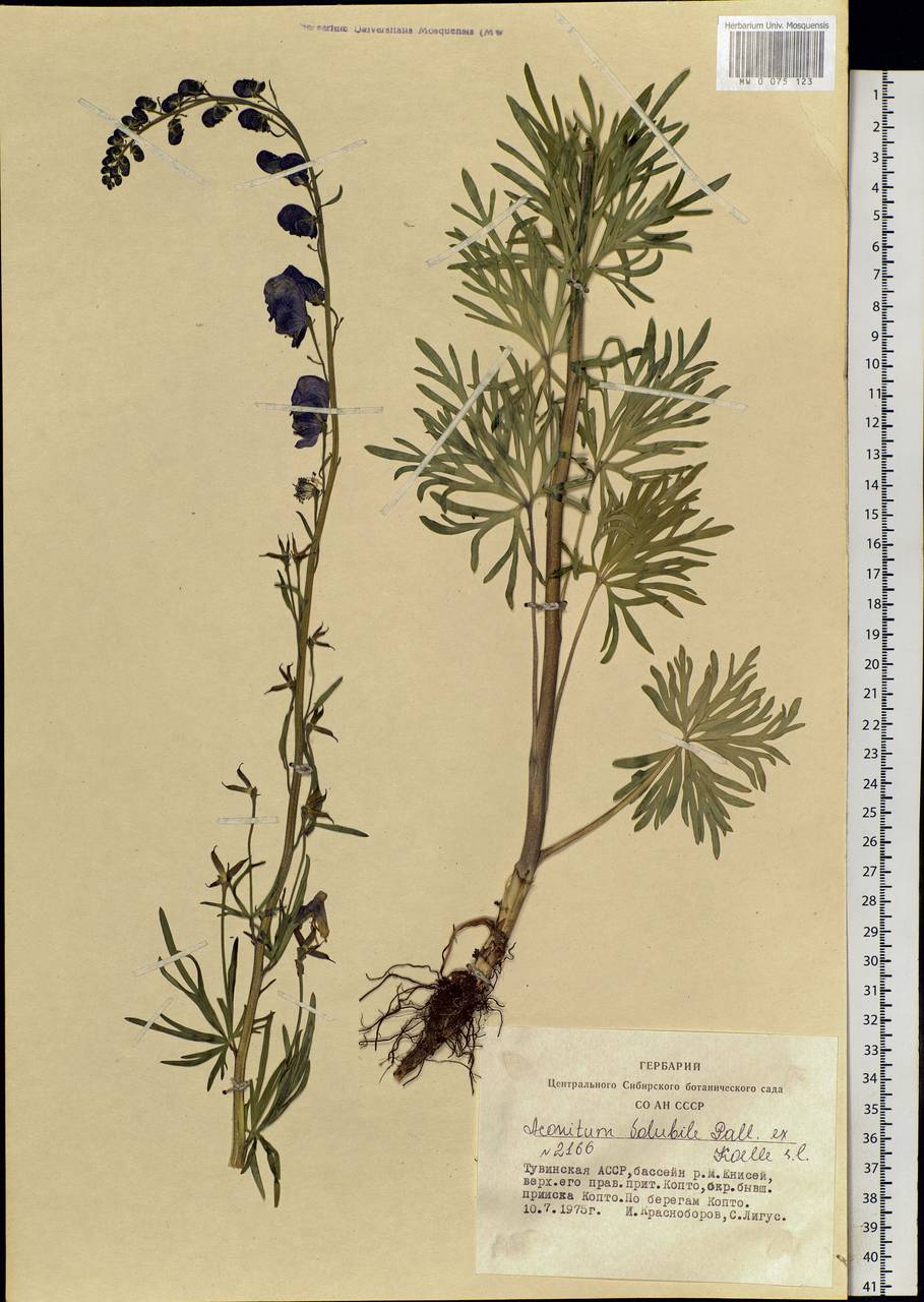 Aconitum volubile Pall., Siberia, Altai & Sayany Mountains (S2) (Russia)