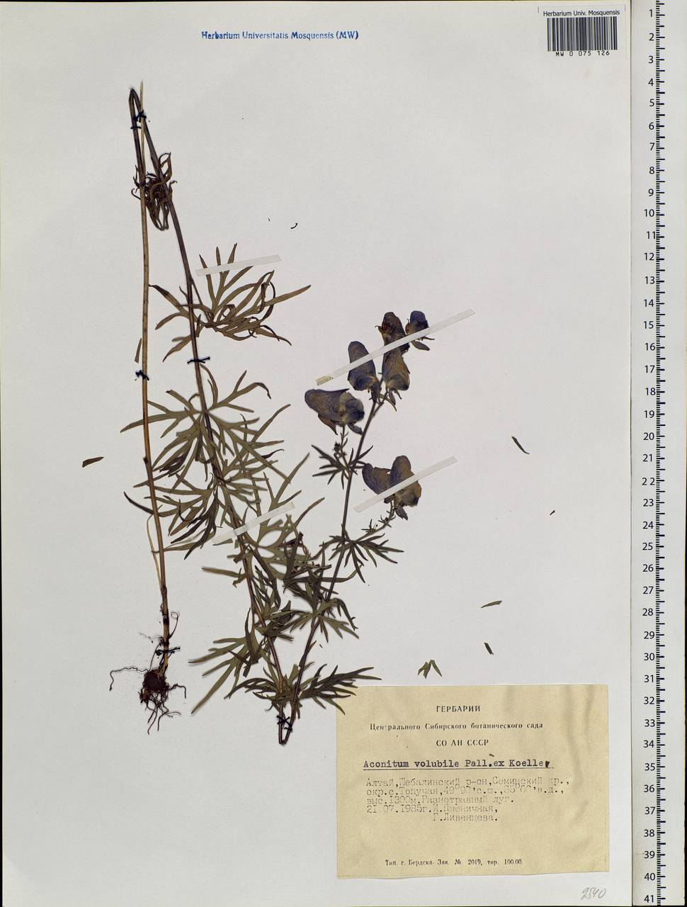 Aconitum volubile Pall., Siberia, Altai & Sayany Mountains (S2) (Russia)