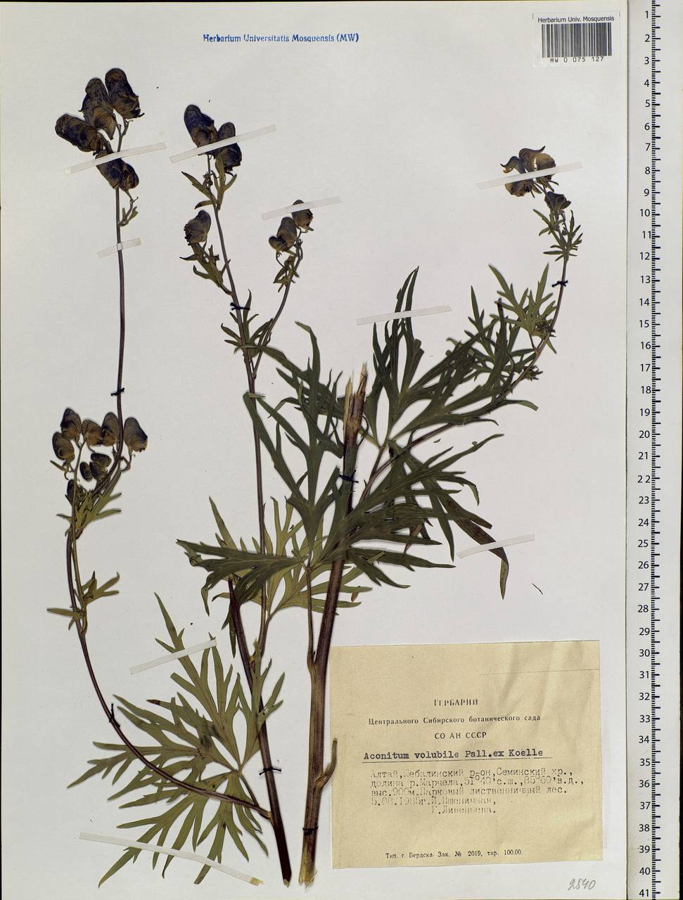 Aconitum volubile Pall., Siberia, Altai & Sayany Mountains (S2) (Russia)