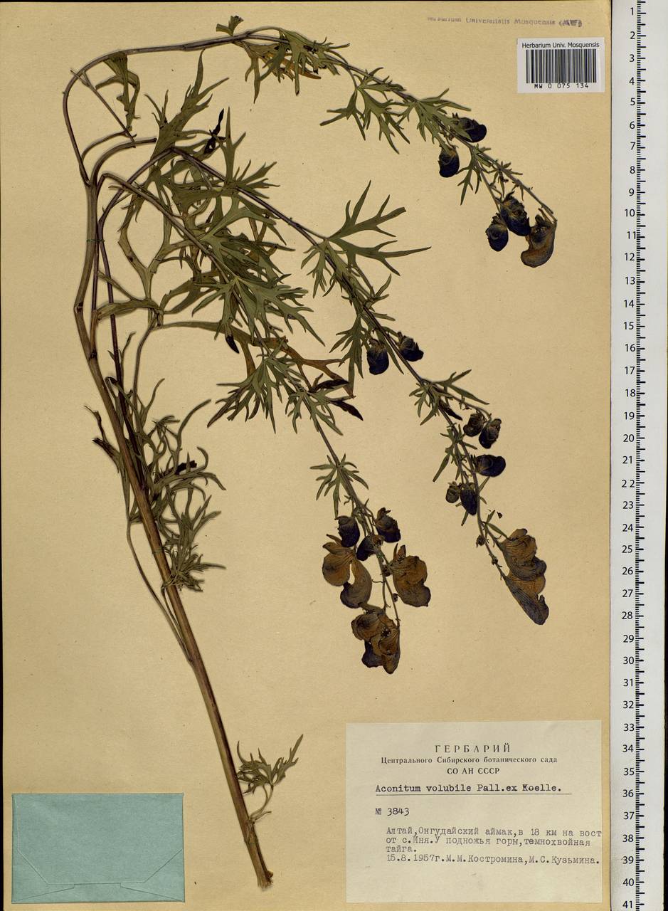 Aconitum volubile Pall., Siberia, Altai & Sayany Mountains (S2) (Russia)