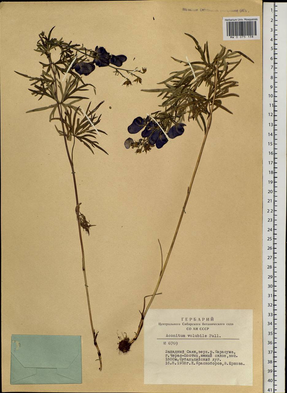 Aconitum volubile Pall., Siberia, Altai & Sayany Mountains (S2) (Russia)