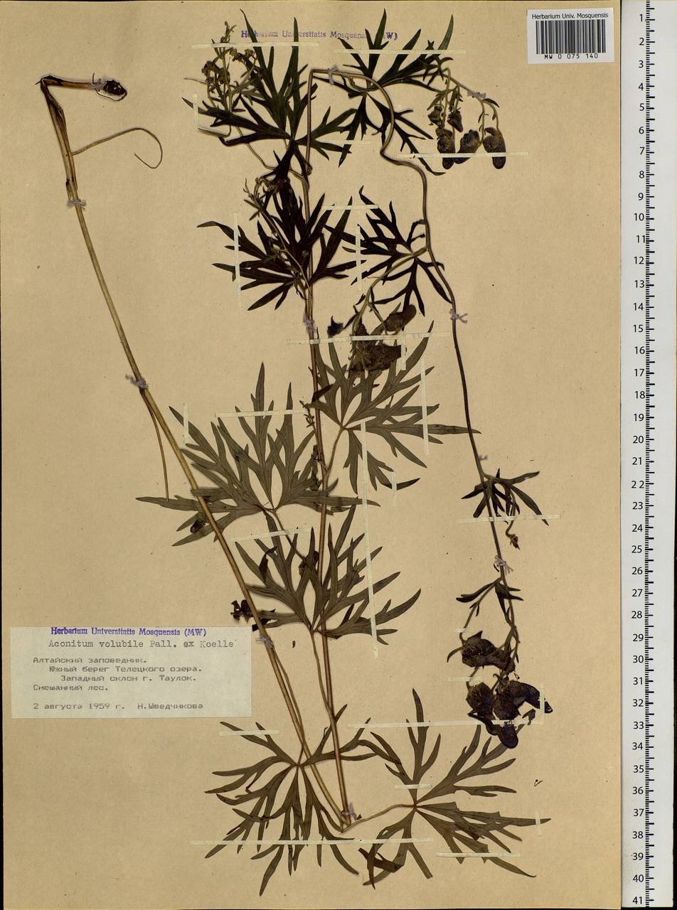 Aconitum volubile Pall., Siberia, Altai & Sayany Mountains (S2) (Russia)