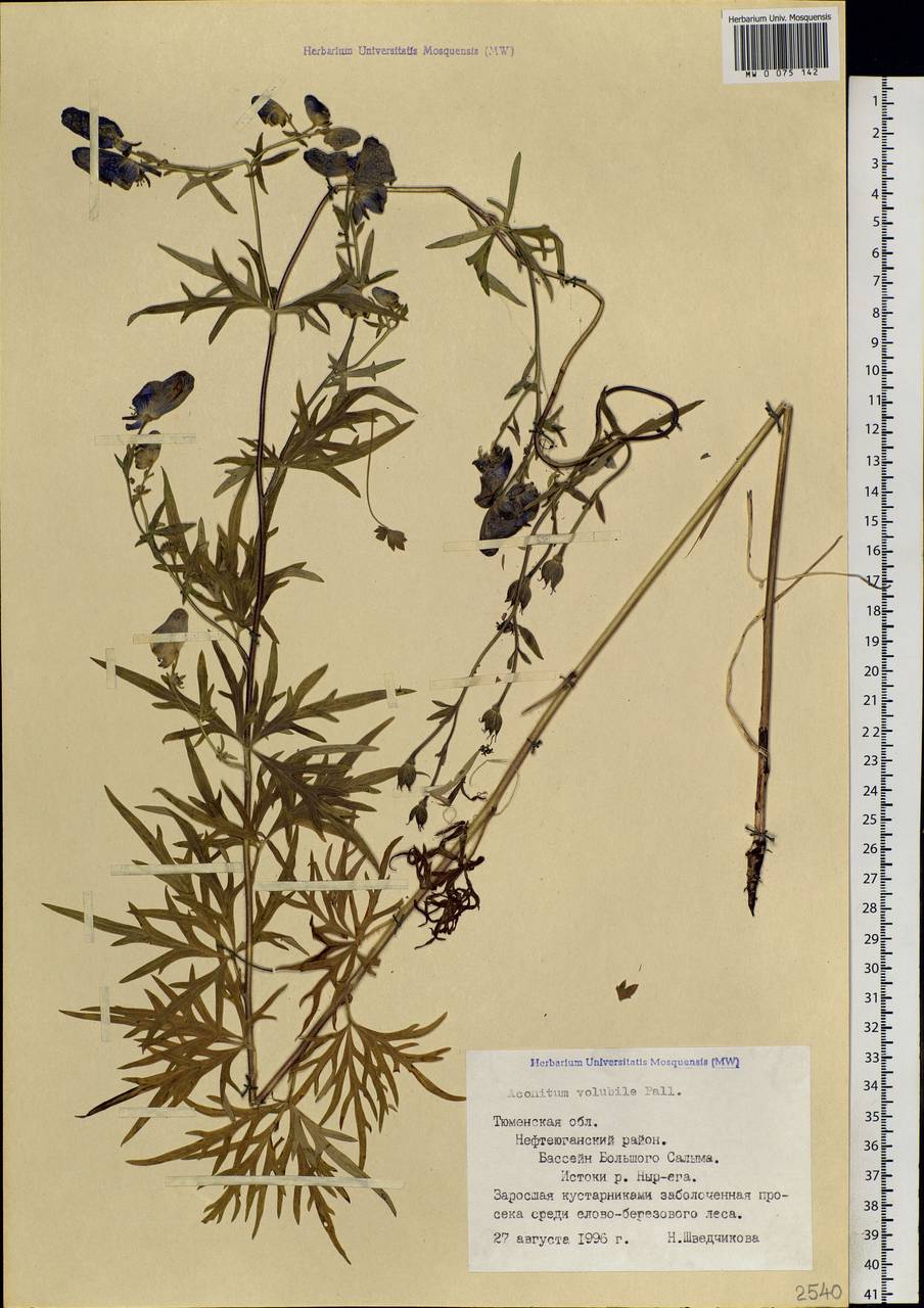 Aconitum volubile Pall., Siberia, Western Siberia (S1) (Russia)