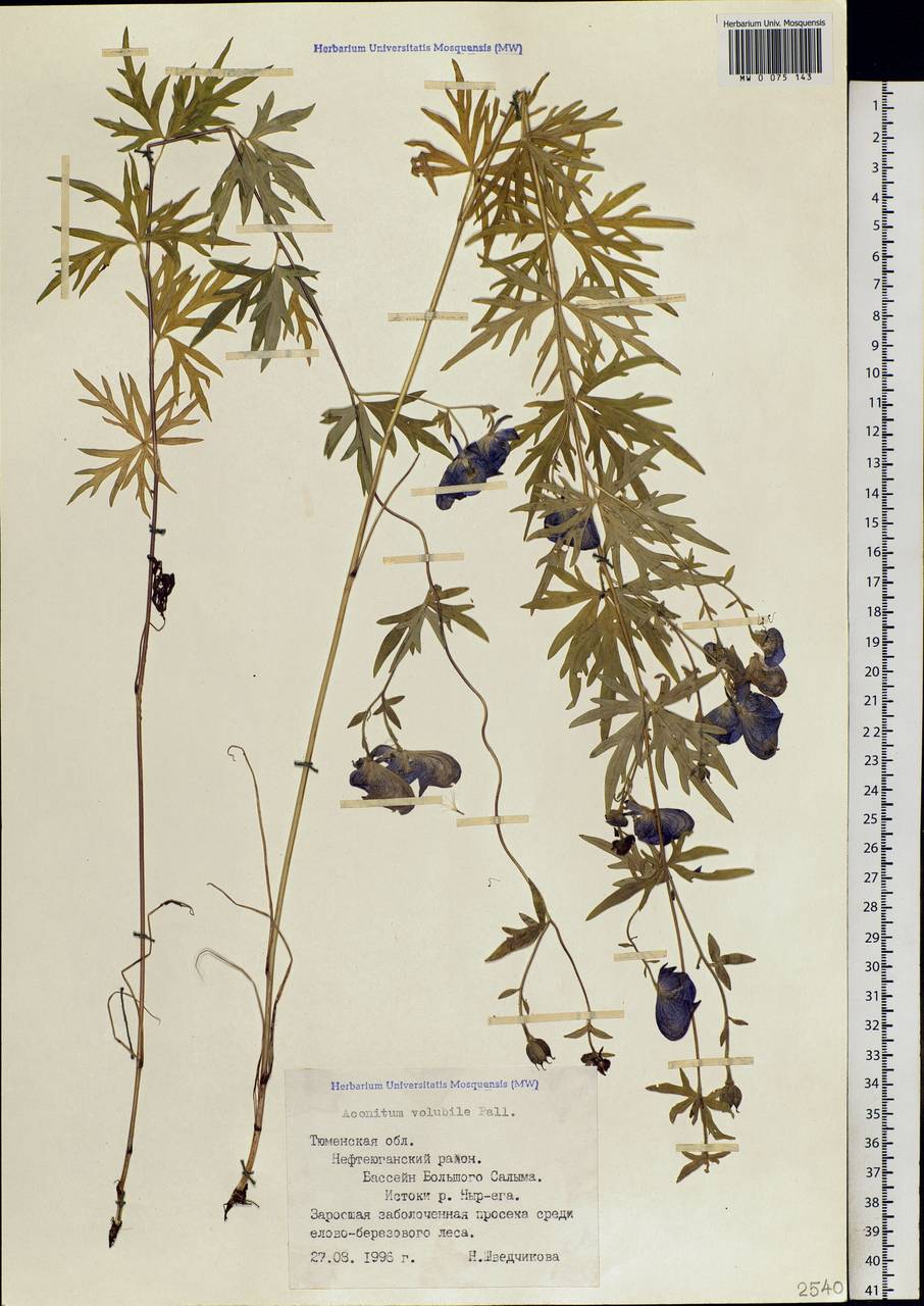 Aconitum volubile Pall., Siberia, Western Siberia (S1) (Russia)