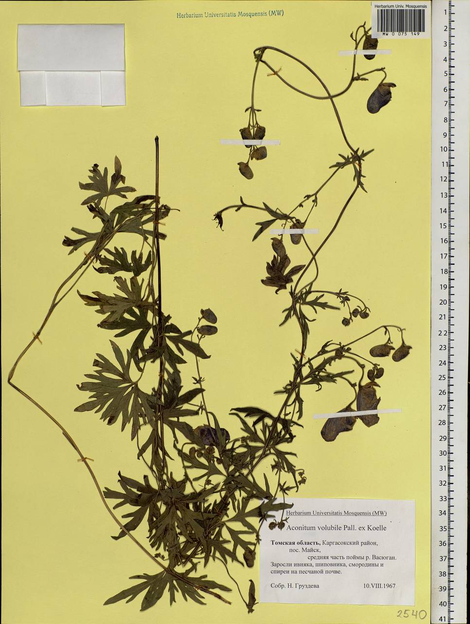 Aconitum volubile Pall., Siberia, Western Siberia (S1) (Russia)