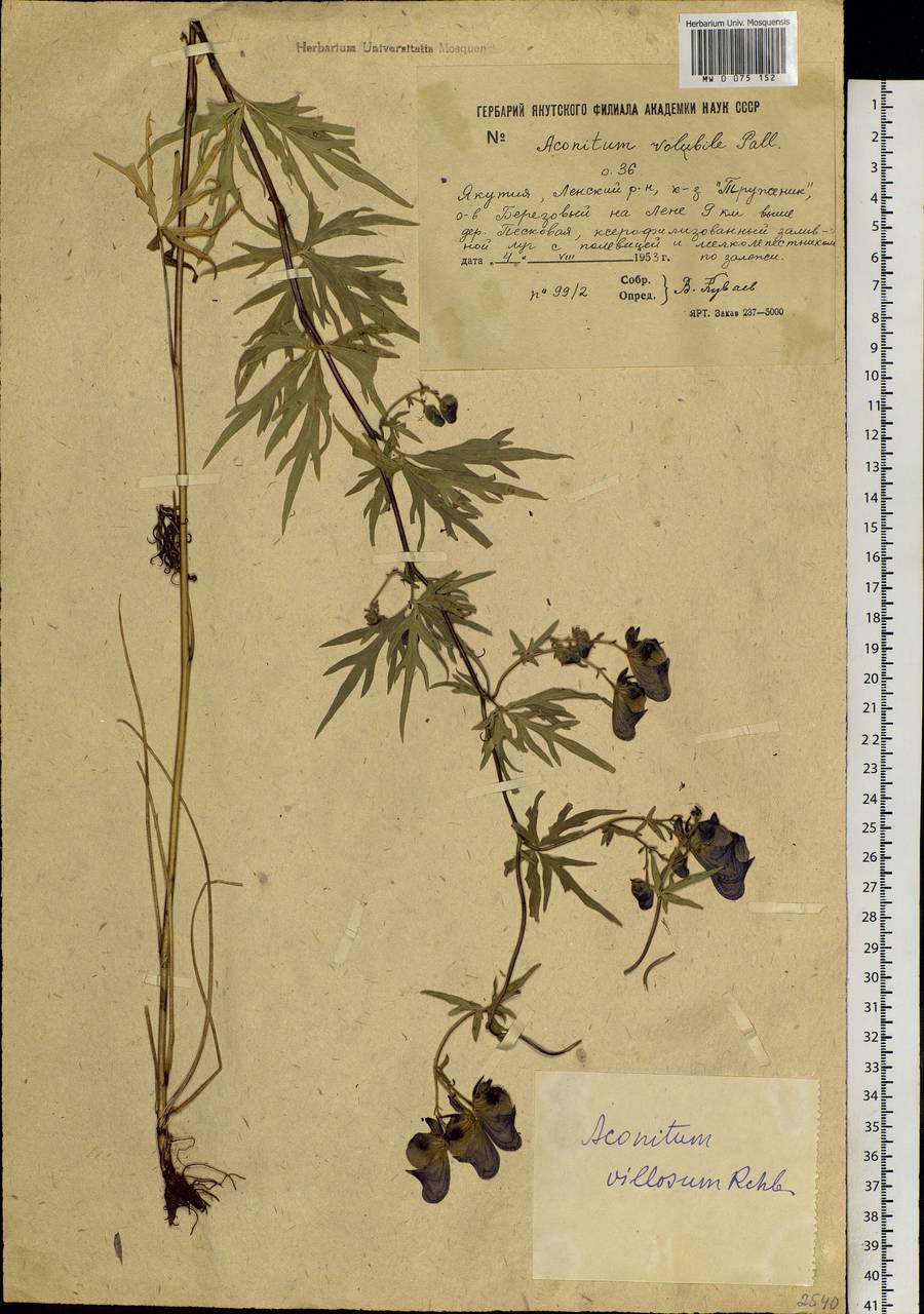 Aconitum villosum Rchb., Siberia, Yakutia (S5) (Russia)