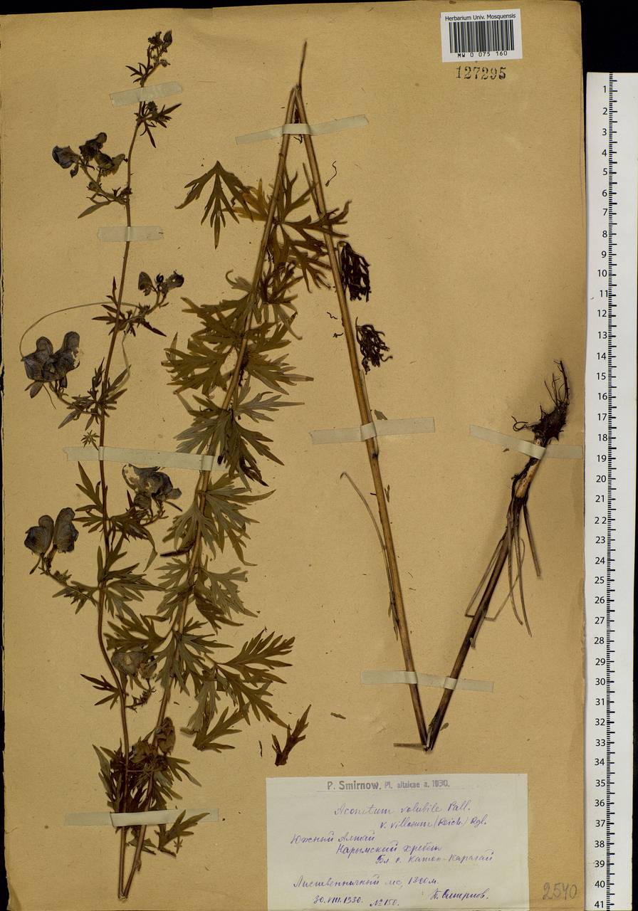 Aconitum villosum Rchb., Siberia, Western (Kazakhstan) Altai Mountains (S2a) (Kazakhstan)