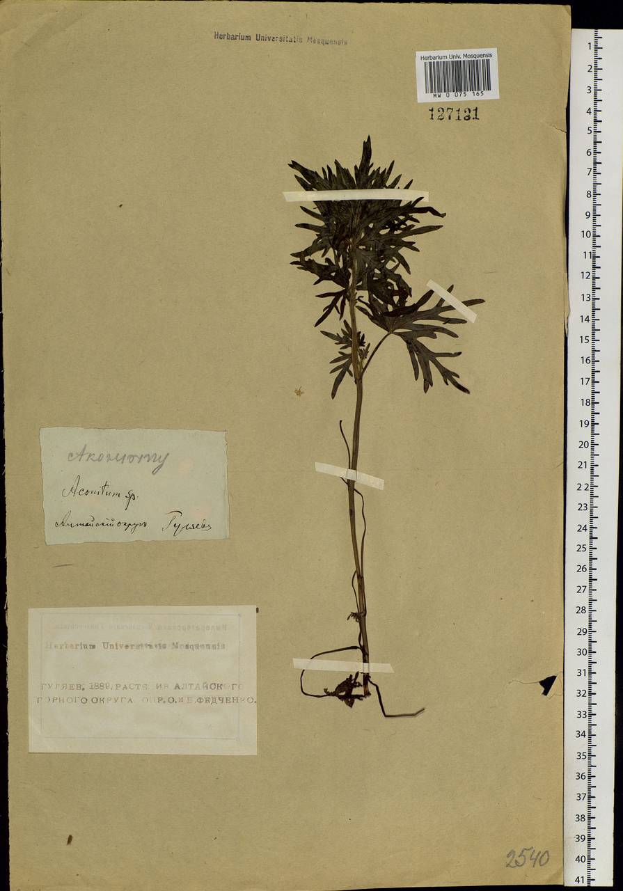 Aconitum villosum Rchb., Siberia, Altai & Sayany Mountains (S2) (Russia)