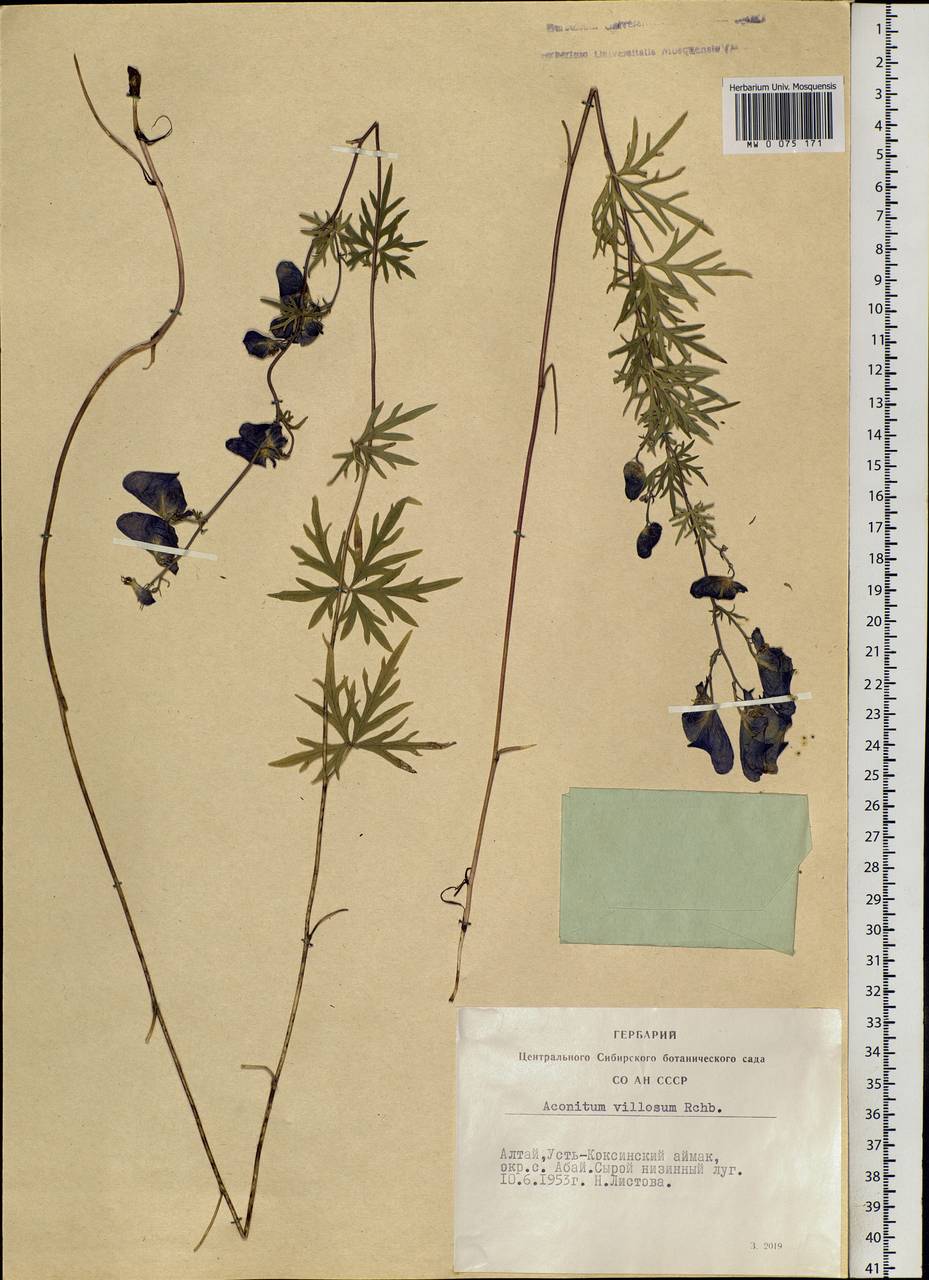 Aconitum villosum Rchb., Siberia, Altai & Sayany Mountains (S2) (Russia)