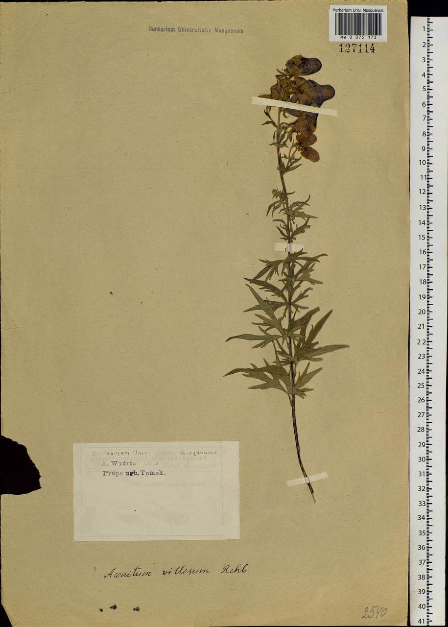 Aconitum villosum Rchb., Siberia, Western Siberia (S1) (Russia)