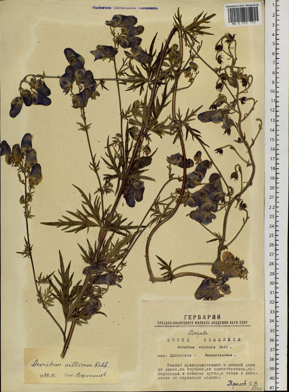 Aconitum villosum Rchb., Siberia, Western Siberia (S1) (Russia)