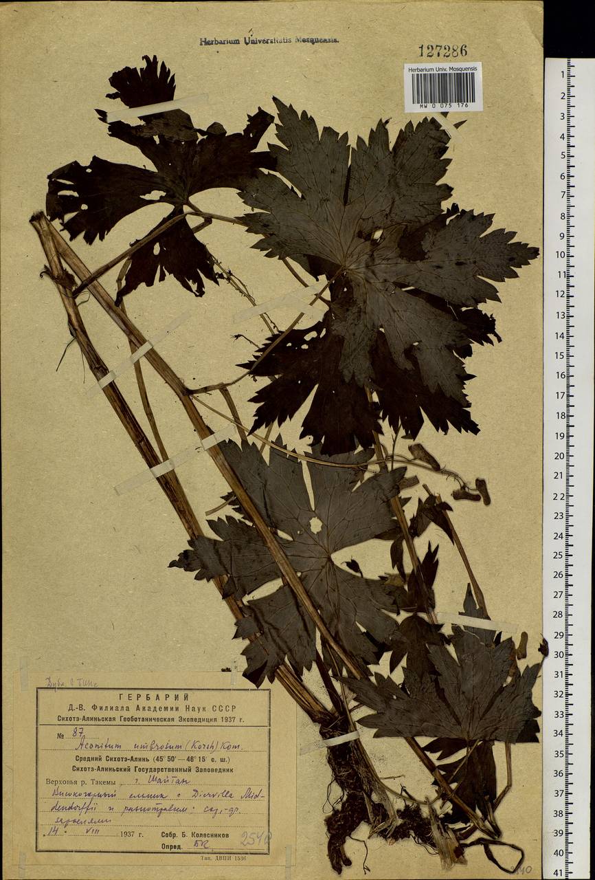 Aconitum umbrosum (Korsh.) Kom., Siberia, Russian Far East (S6) (Russia)