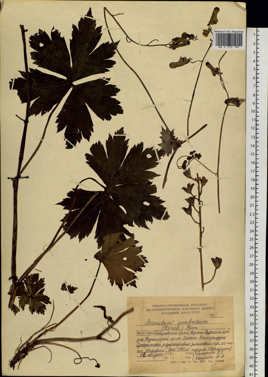 Aconitum umbrosum (Korsh.) Kom., Siberia, Russian Far East (S6) (Russia)