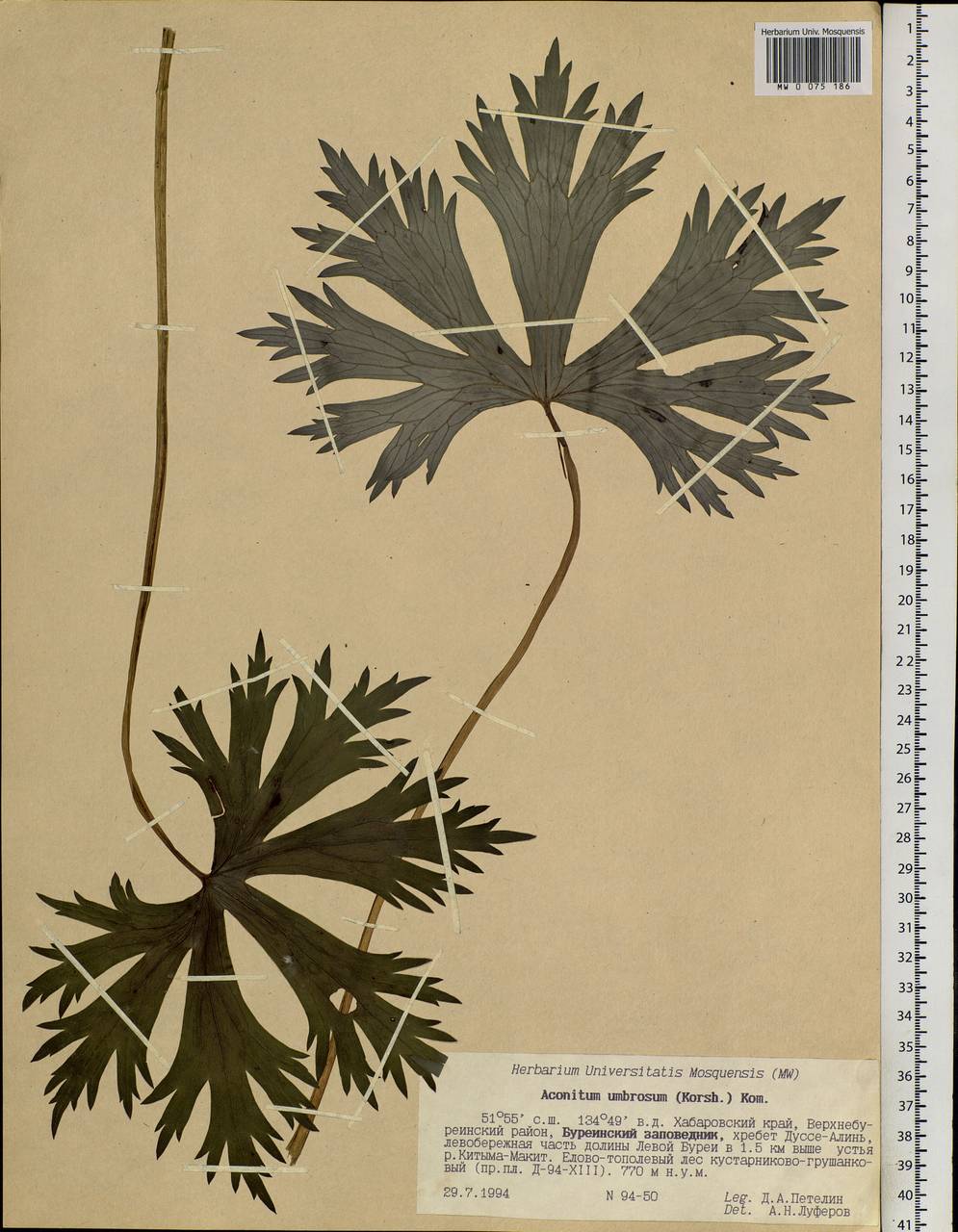 Aconitum umbrosum (Korsh.) Kom., Siberia, Russian Far East (S6) (Russia)