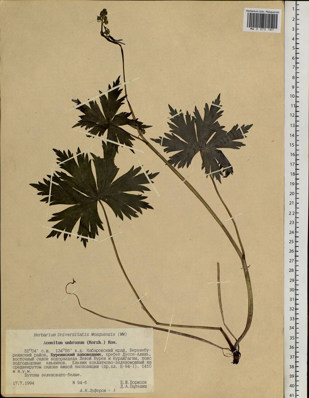 Aconitum umbrosum (Korsh.) Kom., Siberia, Russian Far East (S6) (Russia)