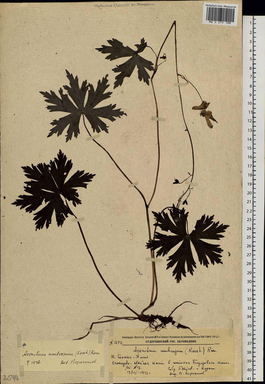 Aconitum umbrosum (Korsh.) Kom., Siberia, Russian Far East (S6) (Russia)