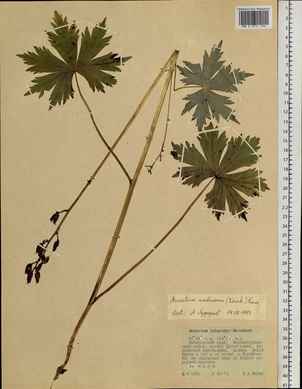 Aconitum umbrosum (Korsh.) Kom., Siberia, Russian Far East (S6) (Russia)