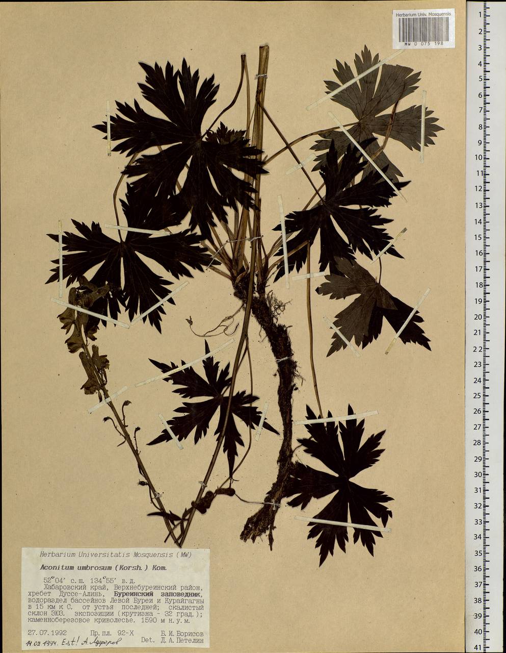 Aconitum umbrosum (Korsh.) Kom., Siberia, Russian Far East (S6) (Russia)
