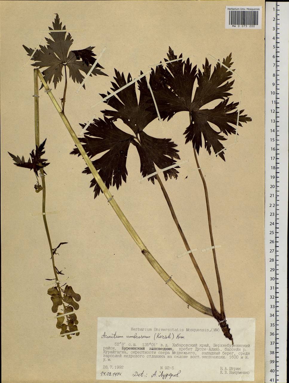 Aconitum umbrosum (Korsh.) Kom., Siberia, Russian Far East (S6) (Russia)