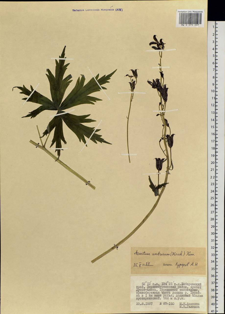Aconitum umbrosum (Korsh.) Kom., Siberia, Russian Far East (S6) (Russia)