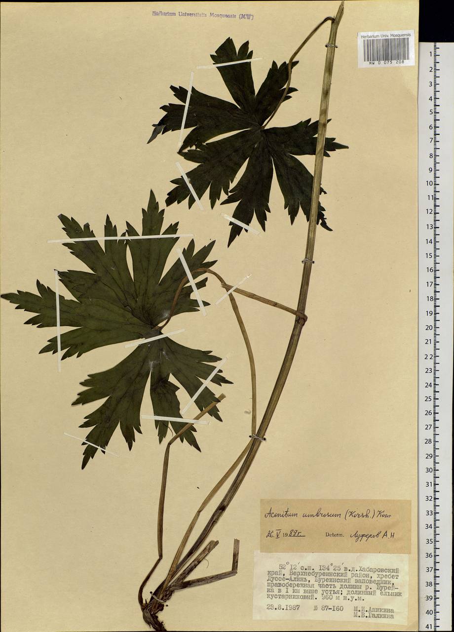 Aconitum umbrosum (Korsh.) Kom., Siberia, Russian Far East (S6) (Russia)