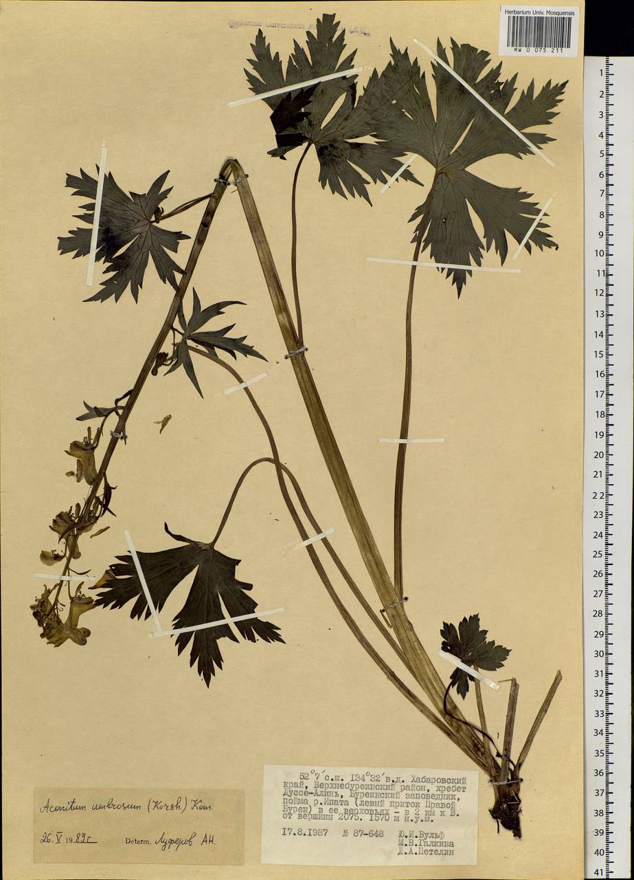 Aconitum umbrosum (Korsh.) Kom., Siberia, Russian Far East (S6) (Russia)