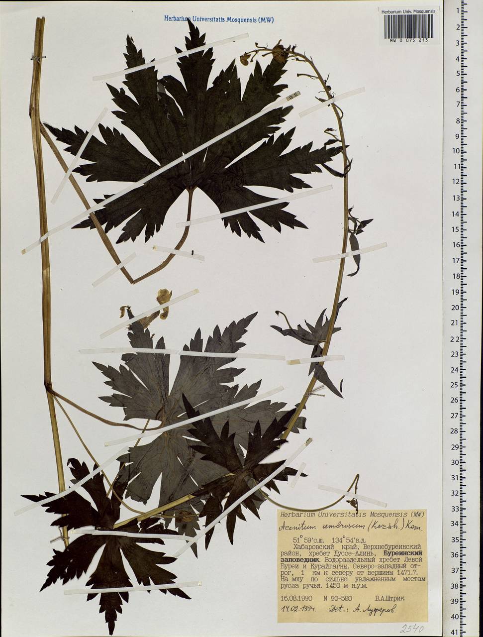 Aconitum umbrosum (Korsh.) Kom., Siberia, Russian Far East (S6) (Russia)