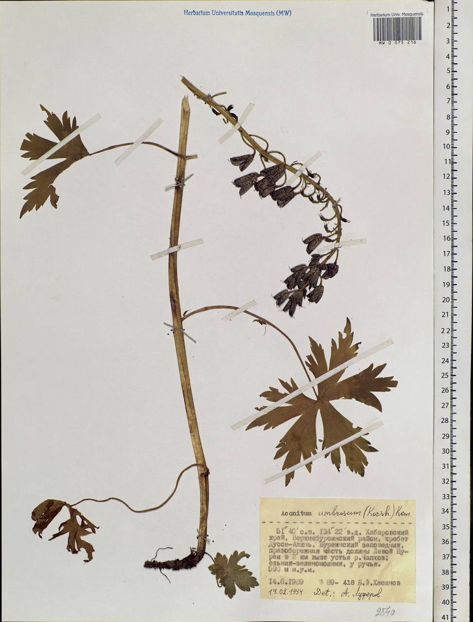 Aconitum umbrosum (Korsh.) Kom., Siberia, Russian Far East (S6) (Russia)