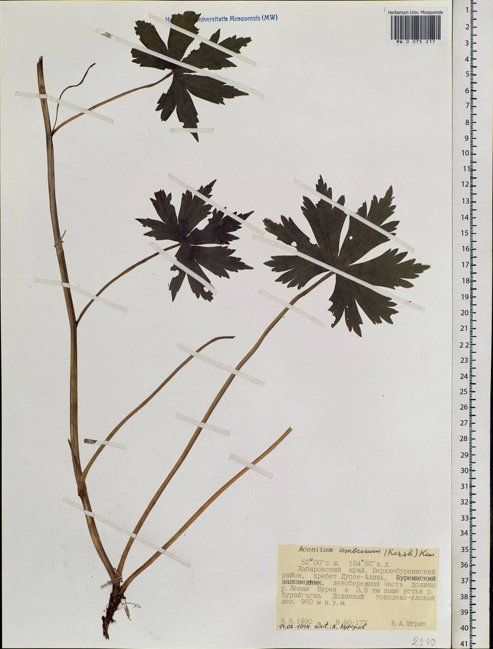 Aconitum umbrosum (Korsh.) Kom., Siberia, Russian Far East (S6) (Russia)