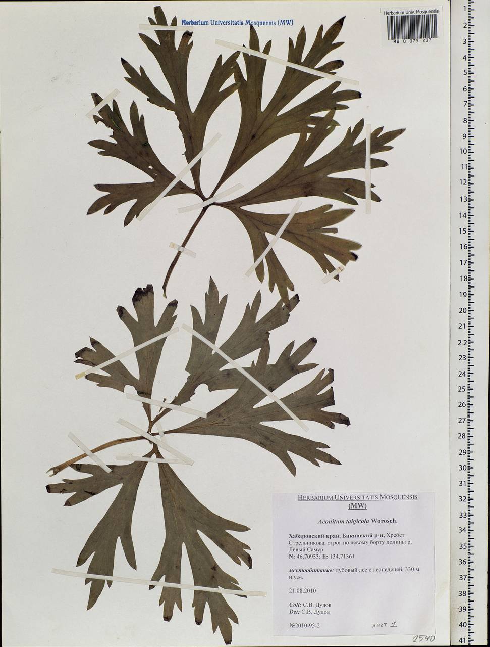 Aconitum jaluense subsp. taigicola (Vorosch.) Vorosch., Siberia, Russian Far East (S6) (Russia)