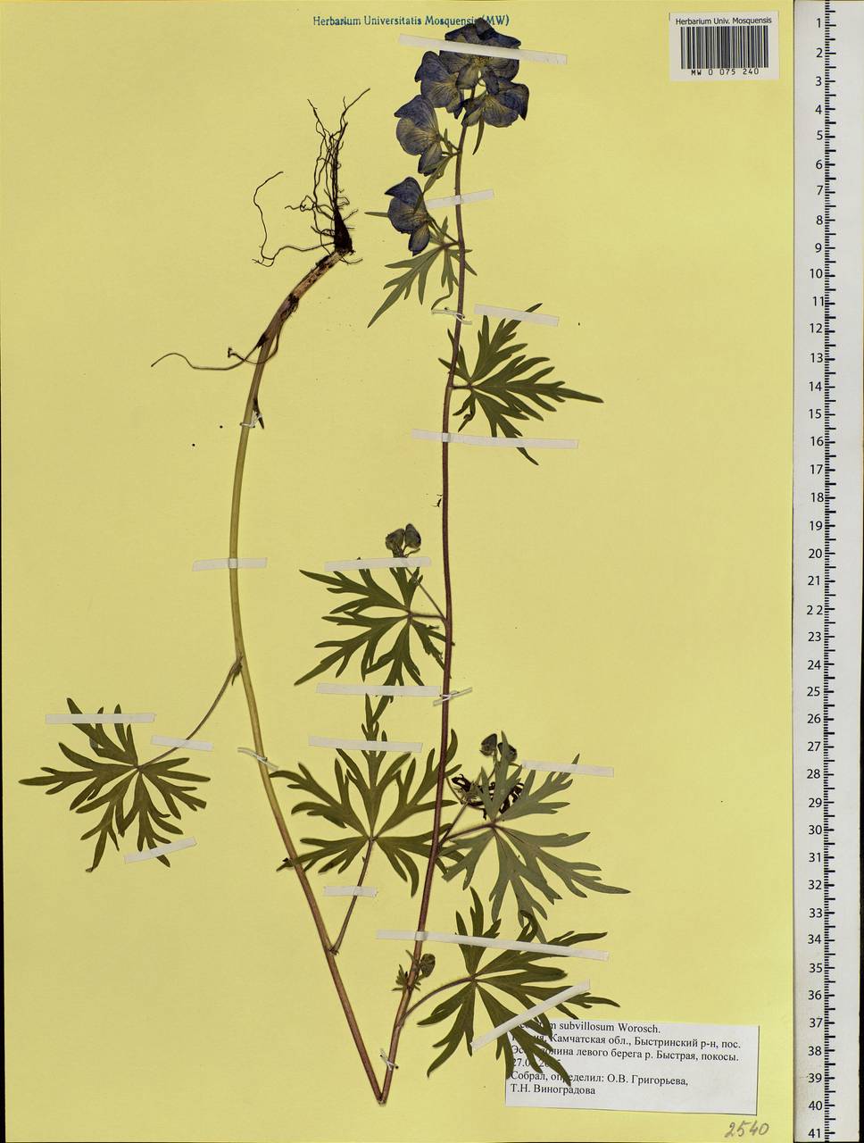 Aconitum villosum Rchb., Siberia, Chukotka & Kamchatka (S7) (Russia)