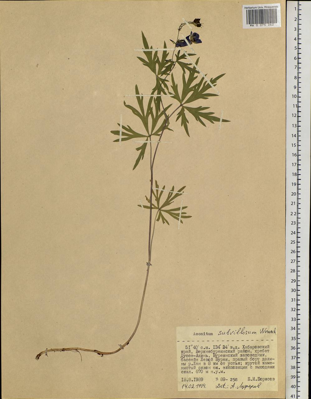 Aconitum villosum Rchb., Siberia, Russian Far East (S6) (Russia)