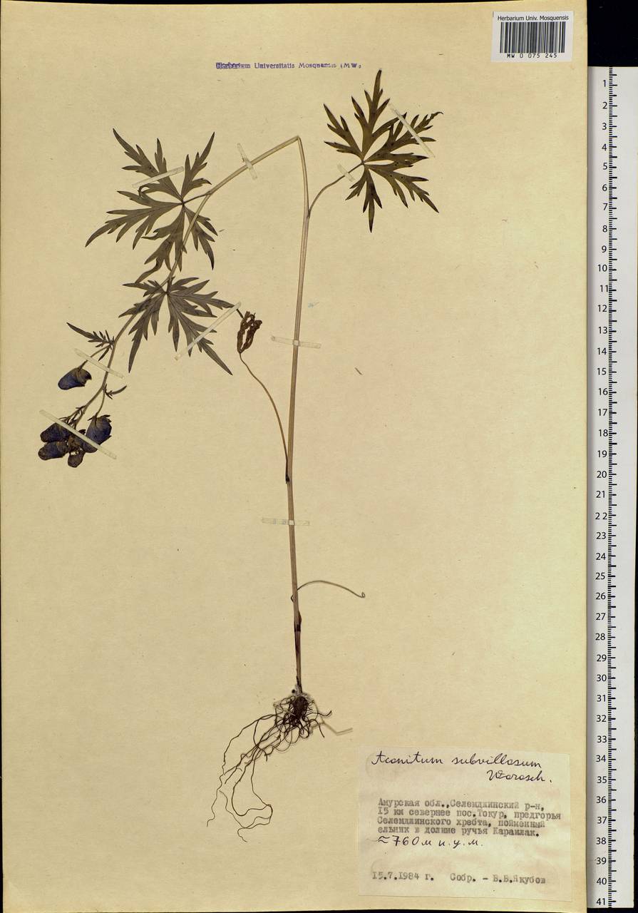 Aconitum villosum Rchb., Siberia, Russian Far East (S6) (Russia)