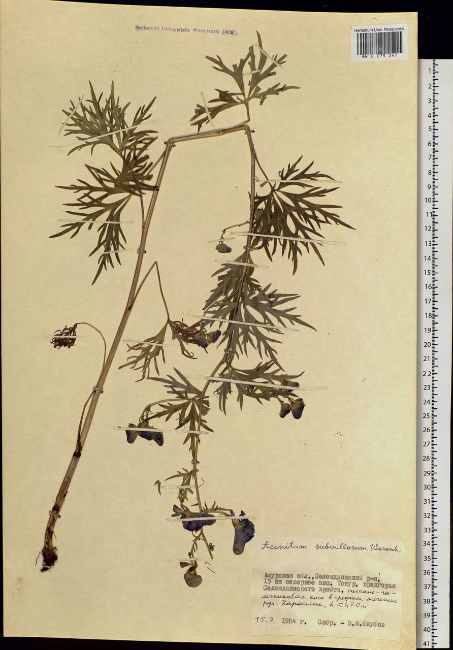 Aconitum villosum Rchb., Siberia, Russian Far East (S6) (Russia)