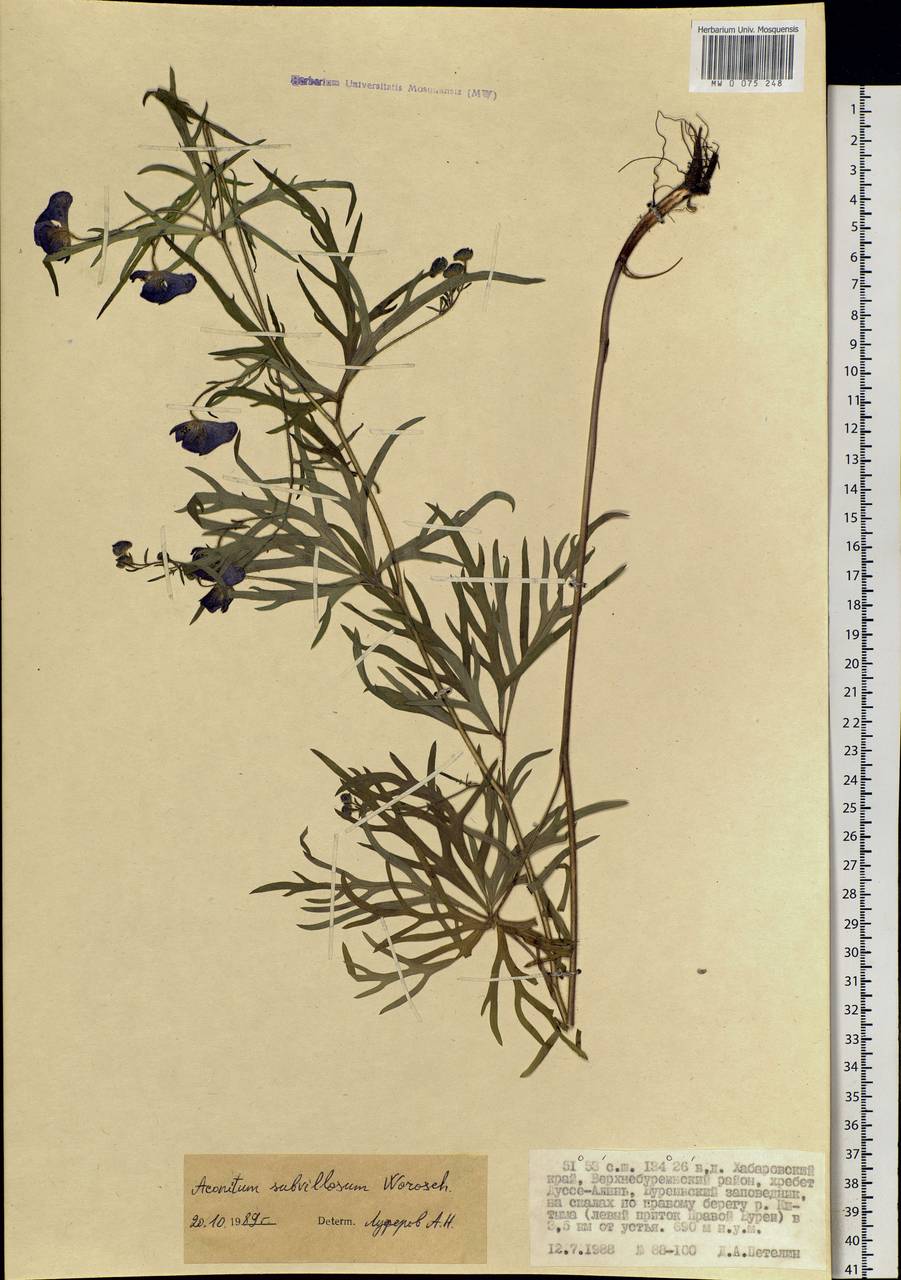 Aconitum villosum Rchb., Siberia, Russian Far East (S6) (Russia)